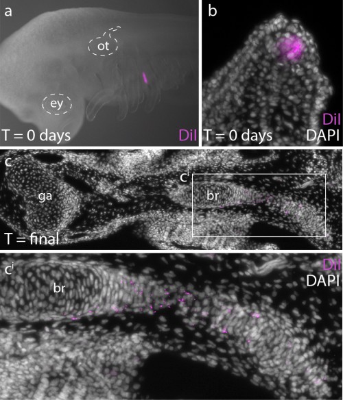 a. CM-DiI was microinjected subjacent to the GAER at stages 27 and 29, to b. label Ptc2+ (Shh-responsive) mesenchyme (compare b. with figure Fig. 4h). c. After 10 weeks of development, CM-DiI-positive chondrocytes were recovered in branchial rays.