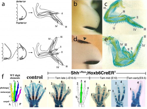 Saunders and Gasseling demonstrated that grafts of posterior limb bud mesenchyme to the anterior of a host limb bud in chick embryos resulted in the formation of ectopic, mirror-image digits. It was later determined that Shh signalling from posterior limb bud mesenchyme was the molecular effector of the zone of polarising activity, and was require for the development of a normal complement of digits. Ectopic sonic hedgehog expression in the anterior limb bud mesenchyme induces ectopic, mirror-image digits. Sonic hedgehog signalling is also required for the maintenance of proliferation of limb endoskeletal progenitor cells, and progressively earlier deletion of Shh expression results in a progressively greater reduction in the distal limb endoskeleton.