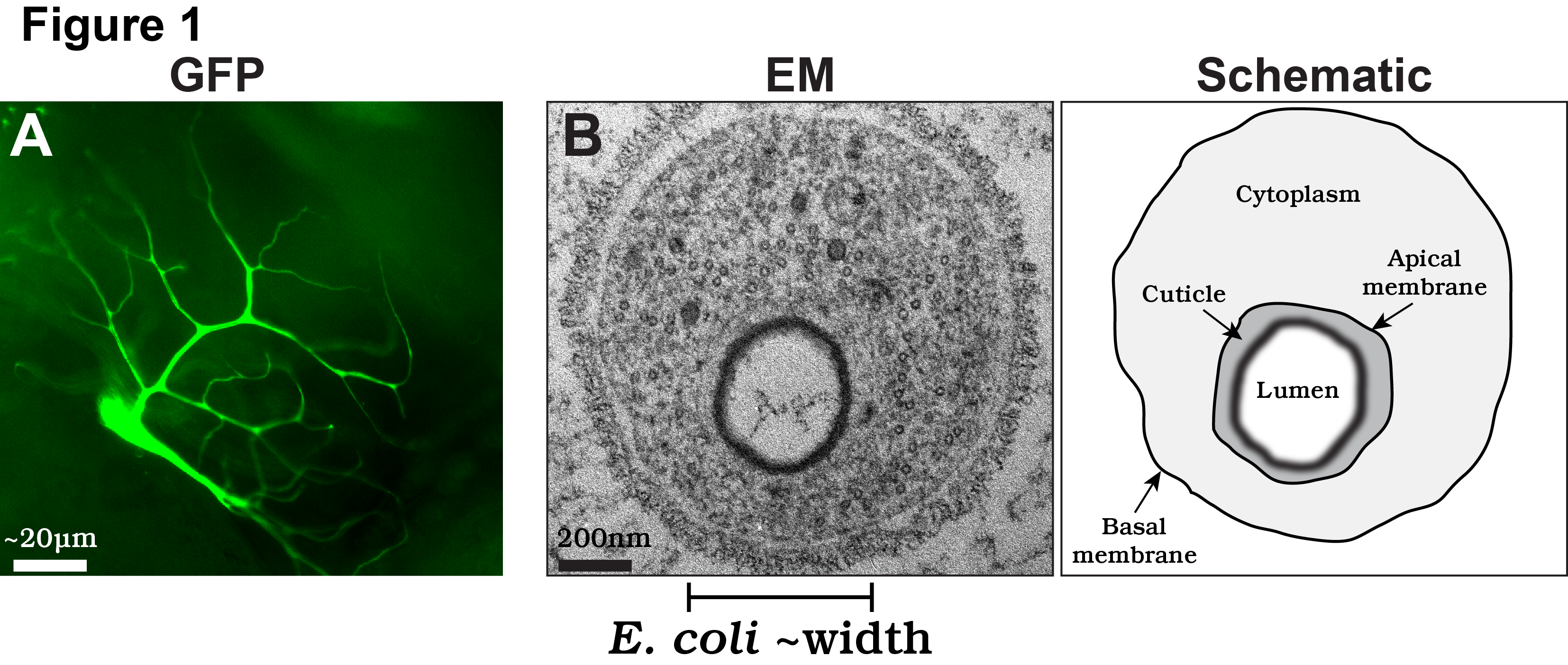 Terminal Cell fig