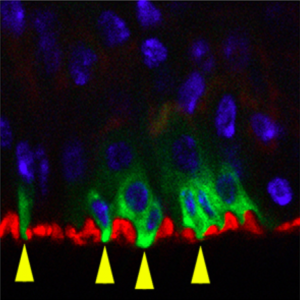 Click to view the figure and legend within the original paper