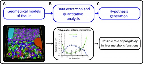 Figure 1: Using tissue geometrical models to derive principles of tissue organization and function. A) Geometrical model of liver tissue generated from confocal microscopy images. The main components of liver tissue architecture are central vein (cyan), portal vein (orange), bile canaliculi (green), sinusoids (magenta) and hepatocytes (random colours). B) Measurements of hepatocytes volume, number of nuclei per cell and DNA content were extracted, and the spatial analysis of the localization of hepatocytes with different ploidy (estimated from the volume, number of nuclei and DNA content per cell) revealed zonation patterns within the lobule. C) These zonation patterns showed a correlation with the metabolic zones in liver, which lead to the generation of the hypothesis of the existence of a possible correlation between cell polyploidy and liver metabolic functions. 