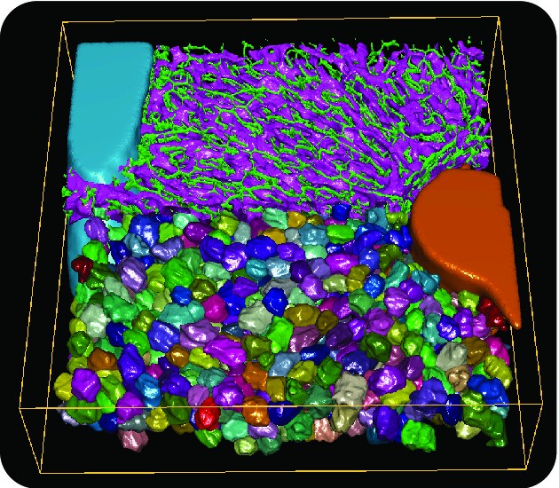 Neutral Tissue Modle Geometrical models of tissue as tools for uncovering rules underlying ...