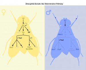 Figure 1 – Drosophila Somatic Sex Determination Pathway. In flies, the number of sex chromosomes (X) determines sex. XX animals develop as females, whereas XY animals develop as males. Two X chromosomes causes the production of an X-derived protein called Sex-lethal (Sxl). Sxl introduces a splice into transformer (tra) pre-mRNA that allows a functional protein to be produced. Many aspects of sexual identity are controlled by Tra and its co-factor transformer2 (tra2) via regulation of doublesex (dsx) and fruitless (fru) pre-mRNA. However, our two recent papers, Rideout et al. (2015) and Hudry et al. (2016), identify at least two additional branches downstream of tra in the regulation of sexual identity: one that is tra2-dependent but dsx-/fru-independent, and another that is independent of tra2 and dsx/fru. These findings reveal additional complexity in the Drosophila sex determination pathway.