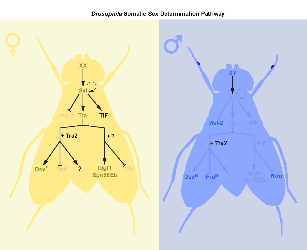 New Insights Into Sex Differences In Drosophila Development And Physiology The Node 2544