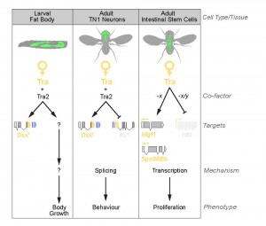 Figure 2 – Sex Determination in Drosophila: Different Tissues, Different Rules. The classical sex determination pathway of Sxl/tra/dsx/fru operates in many tissues, including the adult TN1 neurons (middle panel). Interestingly, the classical pathway operates in parallel to the tra-/tra2-dependent, dsx-/fru-independent pathway in the larval fat body. In contrast, in the adult intestinal stem cells, dsx and fru are not present. Thus sexual identity is governed by multiple branches of the sex determination pathway that act in a highly context-dependent manner. 