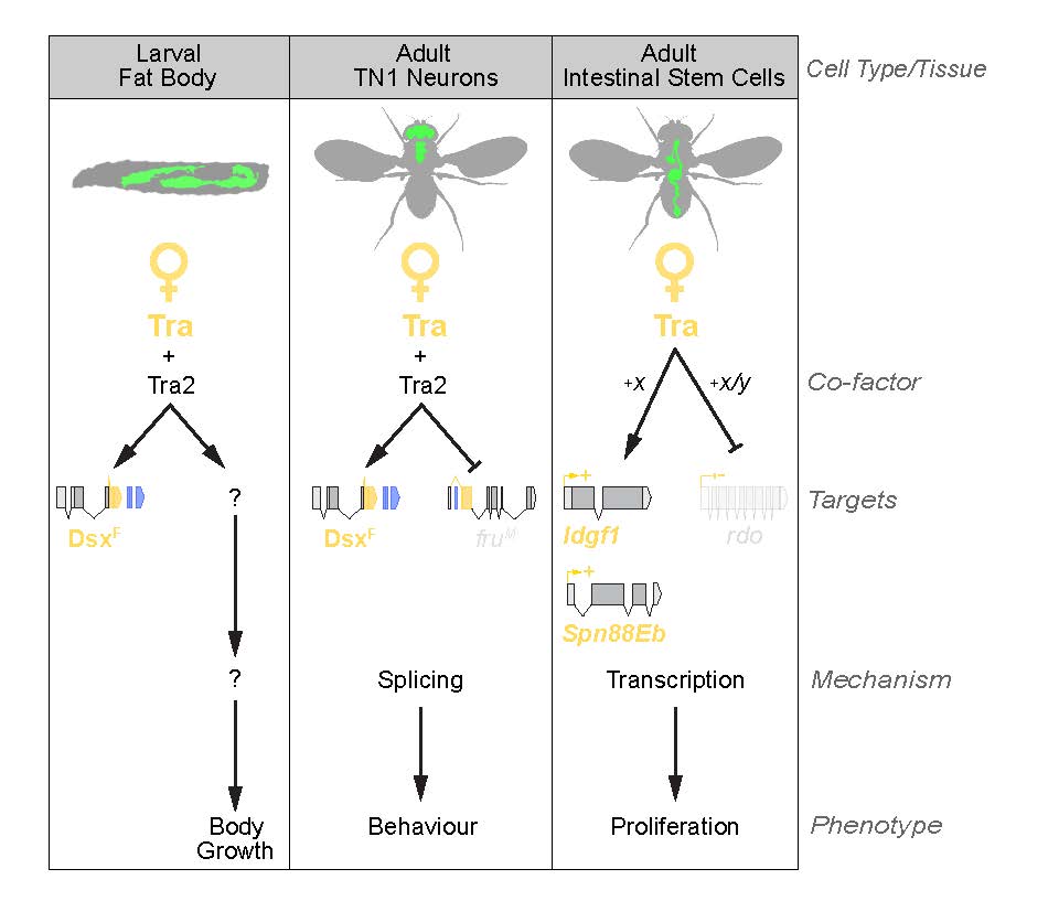 New Insights Into Sex Differences In Drosophila Development And ...