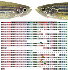 Cas9 RNP-injected zebrafish crispant targeting slc24a5 (golden) on the left, wildtype sibling on the right, and CrispRVariants panel plot depicting the mutant alleles resulting from Cas9 mutagenesis below.