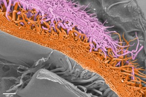 False colour SEM image of cotton trichomes from different overlapping petals act like Velcro to hold petals in place as they grow.