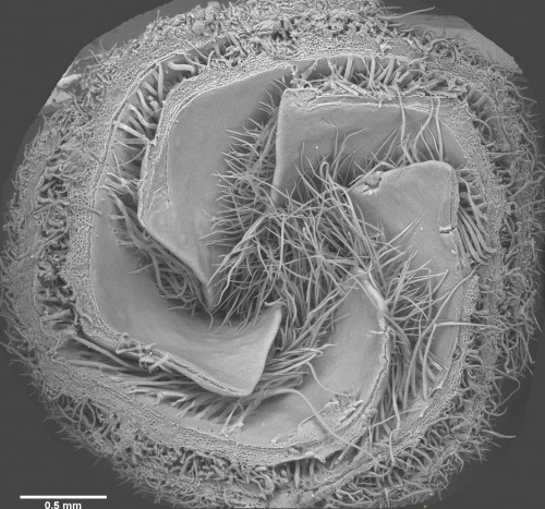 SEM picture of a cross-section of a small cotton flower bud (looking up towards the tip) showing how the petals are folded over one another and their trichomes entangled.