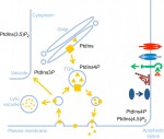 PLant PI Primer