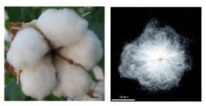 Cotton seed fibres