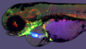 Crispant for tbx5a in triple-fluorescent transgenic reporter background, featuring the typical cardiac and pectoral fin phenotypes found in tbx5a germline mutants.