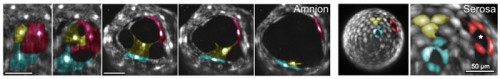 extraembryonic morphogenesis