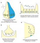 Exosomes