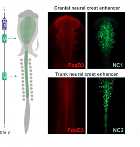 Axial specific enhancers control FoxD3 expression on the neural crest. The NC1 enhancer is active in the cranial region, while NC2 drives reporter expression in trunk neural crest cells.