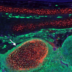 Reprogrammed trunk neural crest cells acquire the ability to form cartilage. The image shows a cross section of a chimeric embryo in which trunk neural crest cells (green) differentiated into ectopic cartilage nodules (arrow) in the craniofacial region. 