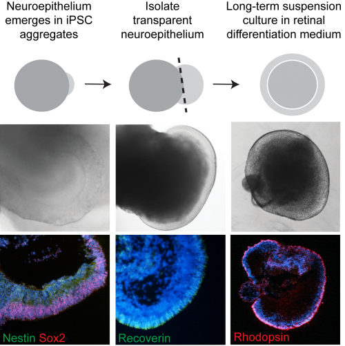 Stages of iPSC differentiation. Bi-laminated neuroepithelium develops a layer of recoverin expressing photoreceptor progenitors which mature into opsin-expressing photoreceptors.