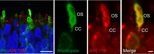 iPSC derived photoreceptors develop rudimentary outer segments connected to the inner segment by the connecting cilia, the location of many ciliopathy proteins such as CEP290.