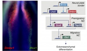 Left: Co-localization of a novel cranial specific gene (Dmbx1) with a pan neural crest marker (Msx1) in a HH8- chick embryo. Right: Novel cranial genes regulate each other and are part of a cranial-specific regulatory circuit.