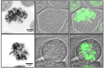 chromatibody