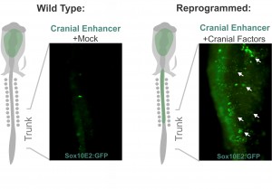 Altering neural crest identity: mis-expression of cranial genes in trunk neural crest cells results in ectopic activity of a cranial neural crest enhancer.