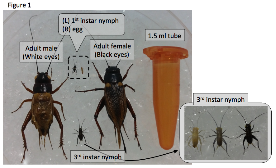 life cycle of a cricket