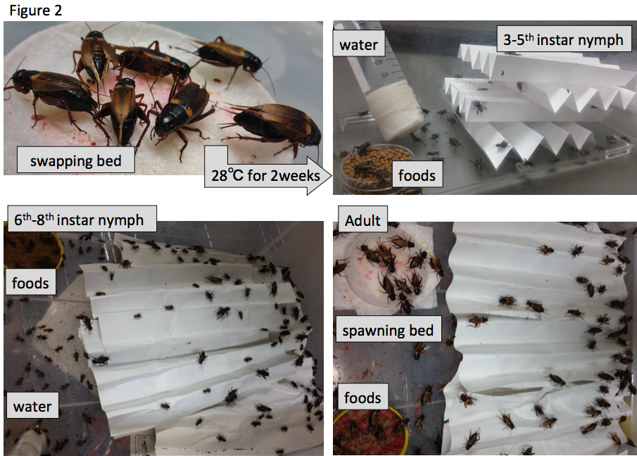 life cycle of a cricket