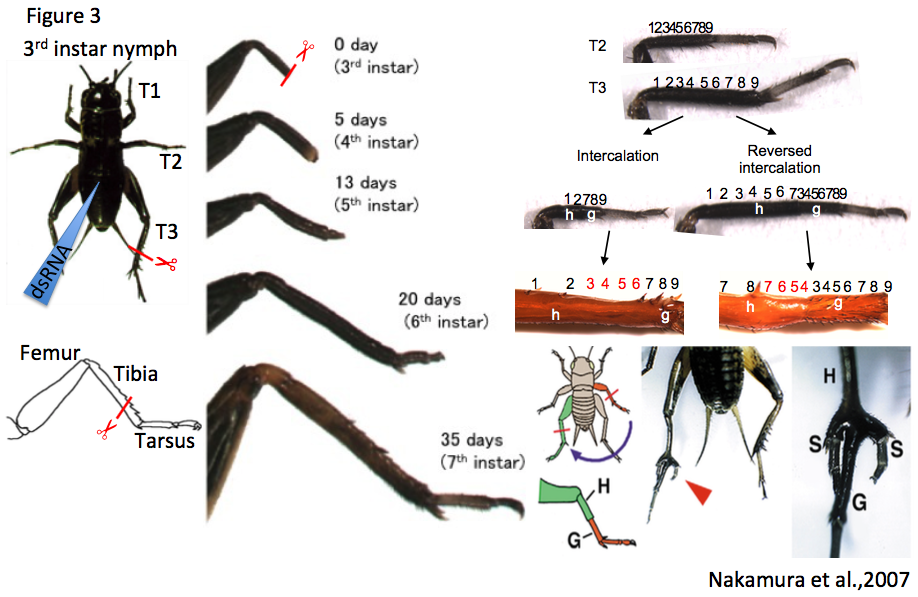 life cycle of a cricket