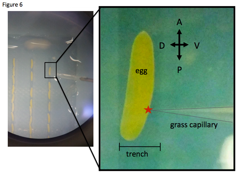 fig6