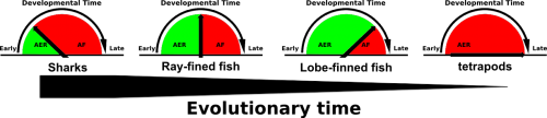 Thorogood’s clock model suggest that the gradual delay and eventual complete disappearance of AER to AF transition during embryonic development is an important step in fin to limb transition.