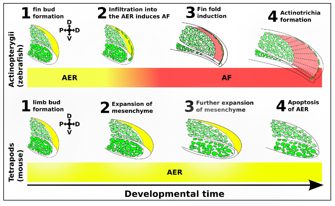 AFIC infiltration into the AER controls fin fold induction. AFICs have a shared somitic origin with the muscle progenitor pool (green) and migrate into the AER (yellow). Upon infiltration into the AER, the AER folds onto itself and forms the AF (red). This infiltration event is absent in tetrapods such as mouse and chicken. AFICs have a dual role in inducing fin fold formation and secreting collagens needed for actinotrichia formation.