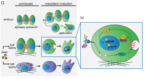 How mechanical signals orchestrate stem cell fate - the Node