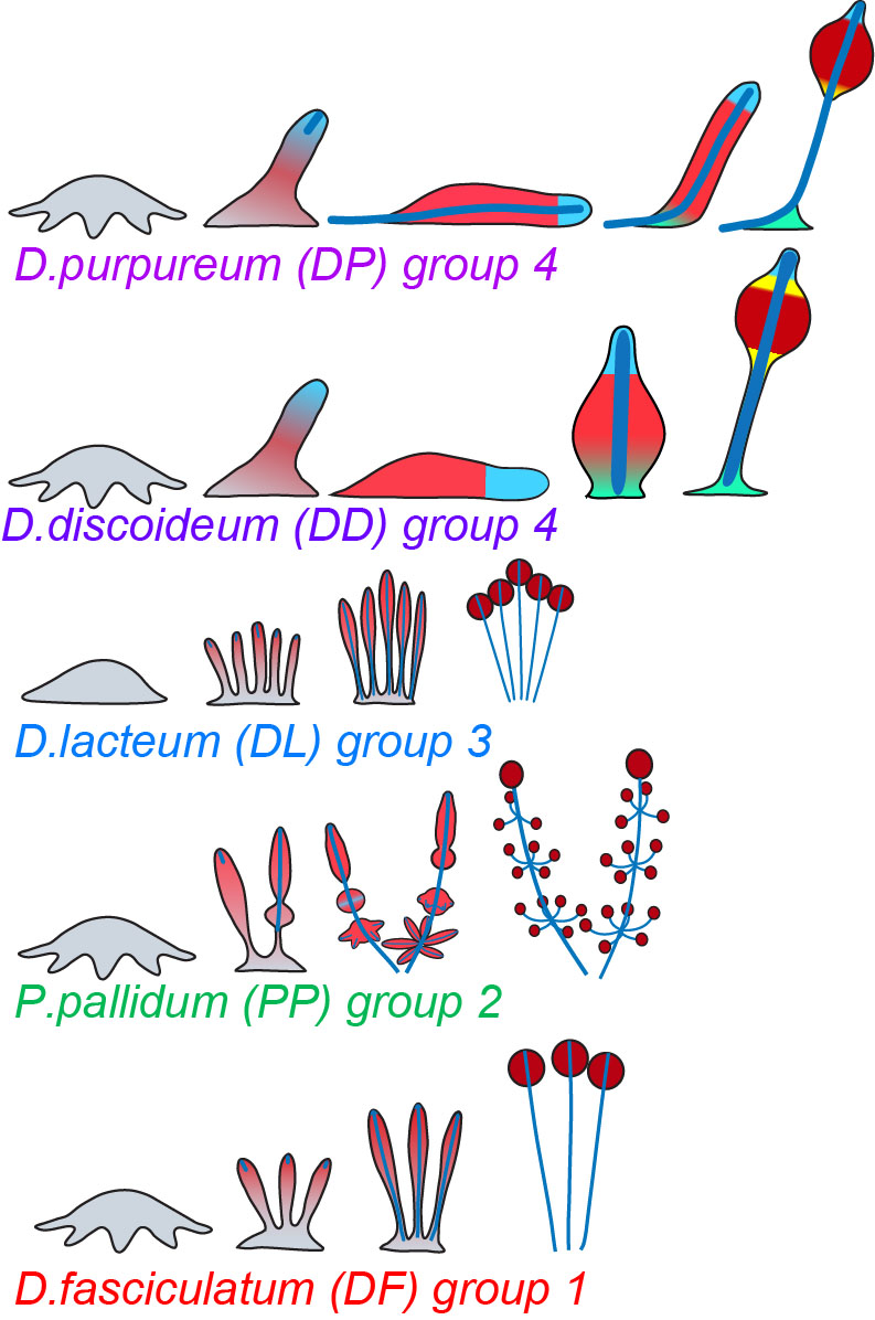 Figure 1. Schematic of life cycle complexity of the Dictyostelid test species. Dictyostelium fasciculatum (DF), Polysphondylium pallidum (PP) and Dictyostelium lacteum (DL) form multiple fruiting bodies directly from the aggregate. All cells first differentiate into prespore cells and then form the stalk by dedifferentiation of prespore cells at the tip. Dictostelium discoideum (DD) and Dictyostelium purpureum (DP) form single fruiting bodies from aggregates and display an intermediate migratory “slug” in which cells pre-differentiate into prestalk and prespore cells. During fruiting body formation, two more cell types emerge which support the stalk and spore mass. 1: aggregate, 2: early sorogen (slug), 3: migrating slug, 4: mid-culminant, 5: fruiting body. Light red: prespore; dark red: prespore/spore; light blue: prestalk; dark blue: prestalk/stalk; green: basal disc or/ supporter; yellow: upper and lower cup.