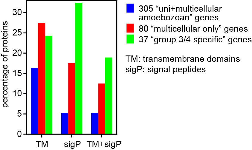 Figure 2. Signal peptide (SigP) and transmembrane (TM) domains. Proteins in the 305 and 80 sets, as well as 37 proteins with limited conservation within Dictyostelia (green) were analysed with Phobius63 for transmembrane domains and signal peptides. Percentages of proteins with either SigP or TM domains, or with both are presented.