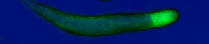 cropped-prestalk-marker-protein-replaced-by-gfp (1)