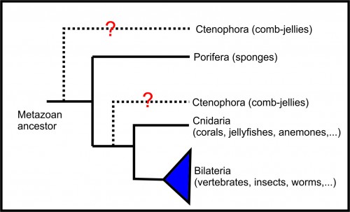 fig 1phylogeny