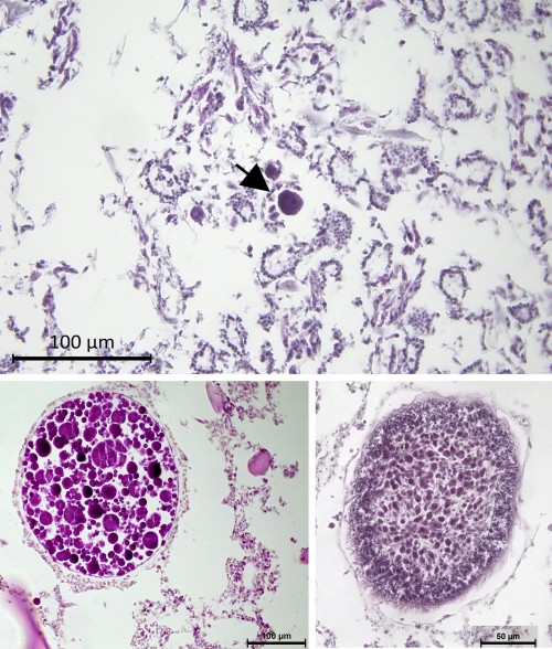 fig 4 embryos