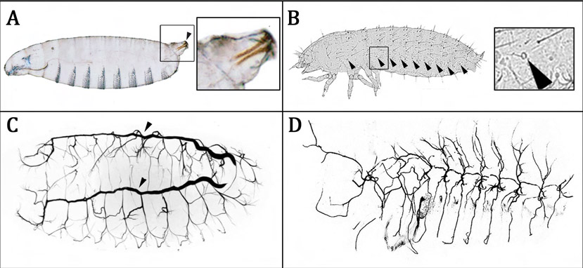 drophilavstroibolium