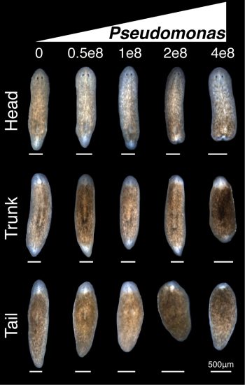 regeneration of planaria