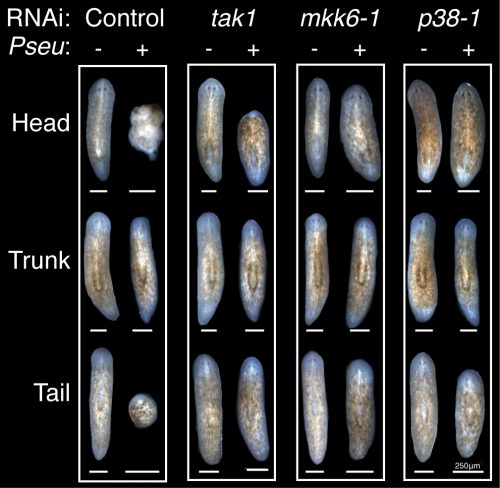 RNAi infect regen