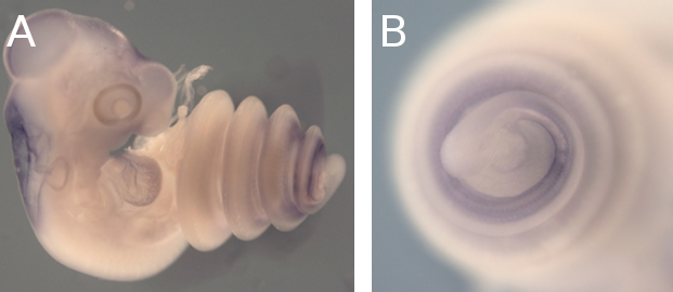 snake embryo