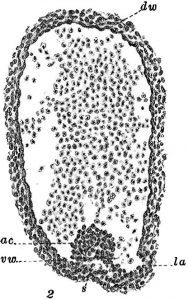 Figure 1 – Transversal section of the main artery (the dorsal aorta) of a pig embryo. Adapted from Emmel, 1916.