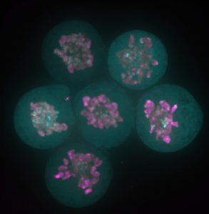 Esrrb-GFP in mitosis