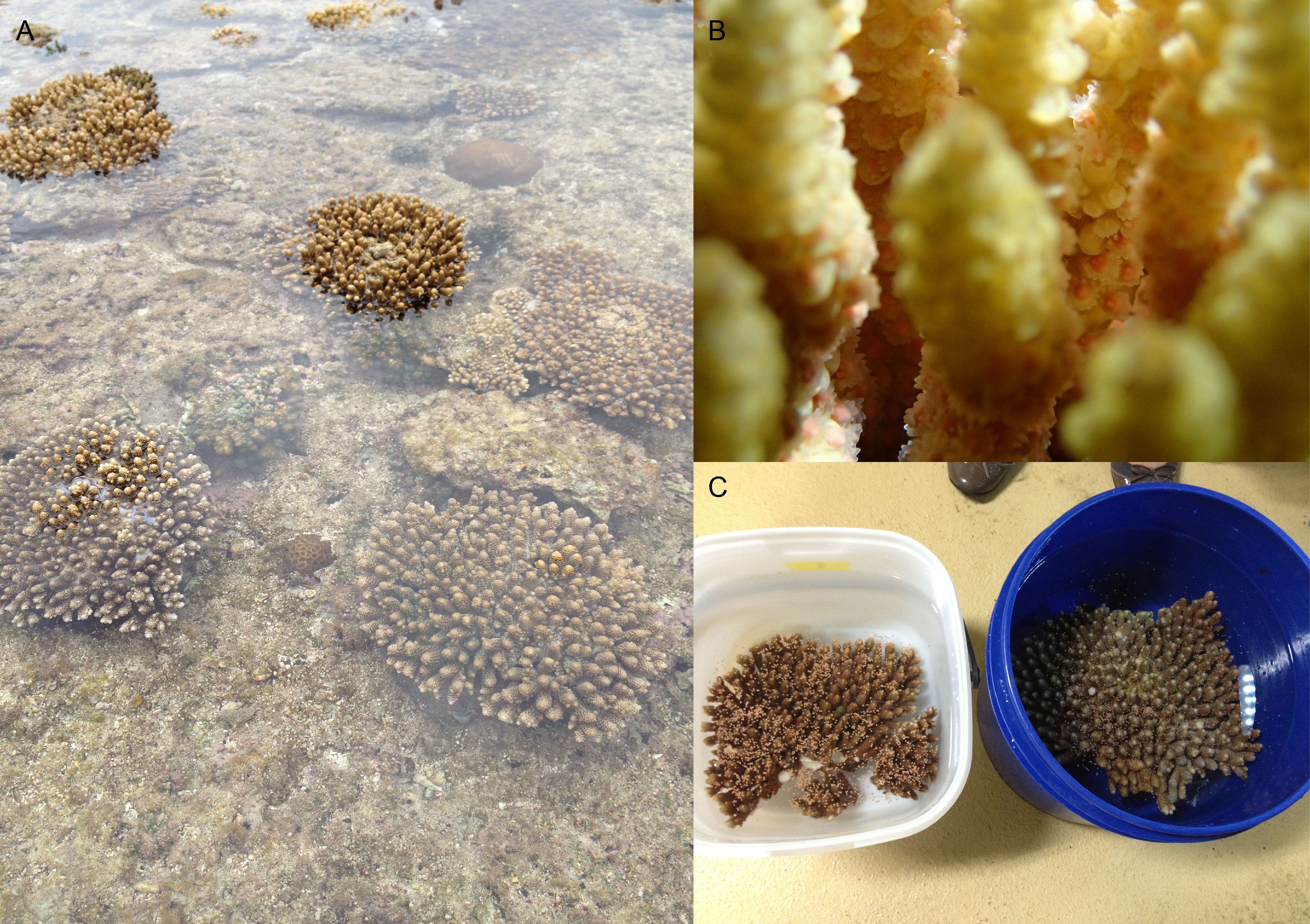 (A) Acropora digitifera colonies in shallow water at Onna-son, Okinawa, Japan. (B) “Bundle setting” of Acropora tenuis (Photo: Yuna Zayasu). (C) Acropora digitifera colonies that are spawning.