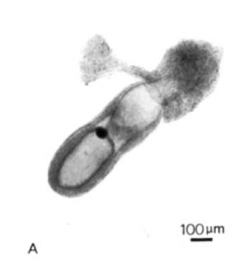 embryo-pic