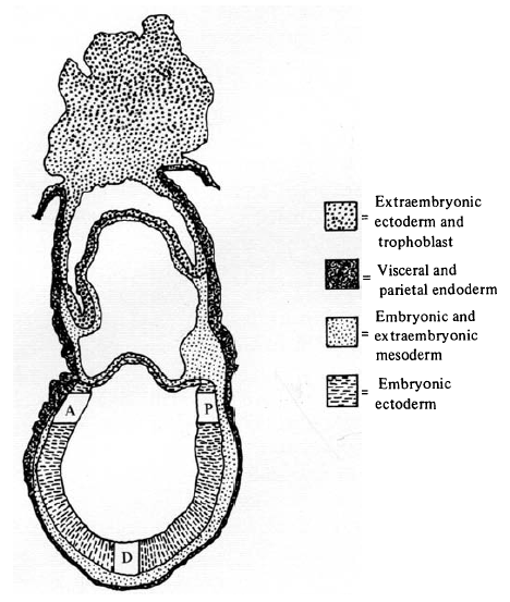 embryo