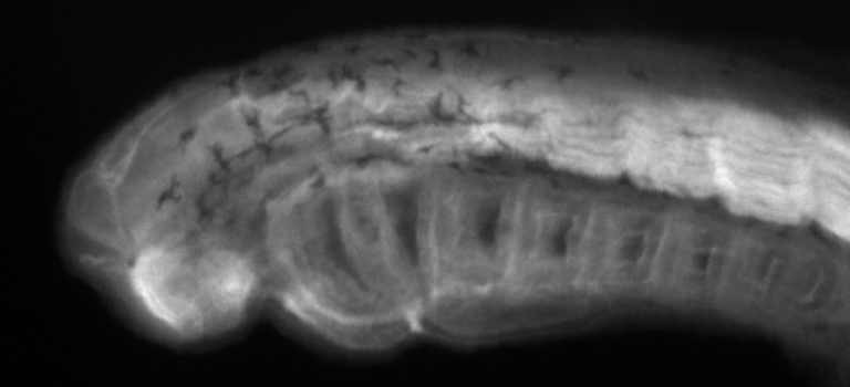 A CoB-assisted adventure in lamprey embryology - the Node