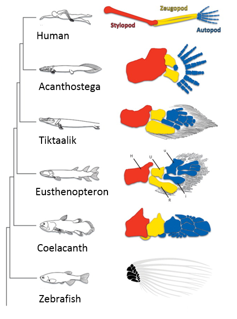 Matching neurons to limbs: an evolutionary perspective on motor system ...