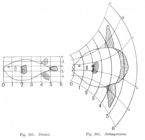 Diagram from On Growth & Form first edition (published by CUP 1917)