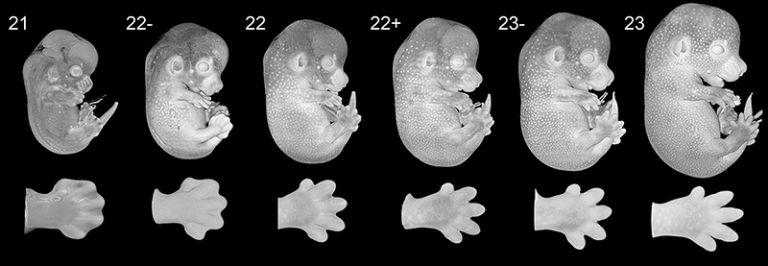 Why are geneticists measuring the webbing between mouse embryo fingers ...